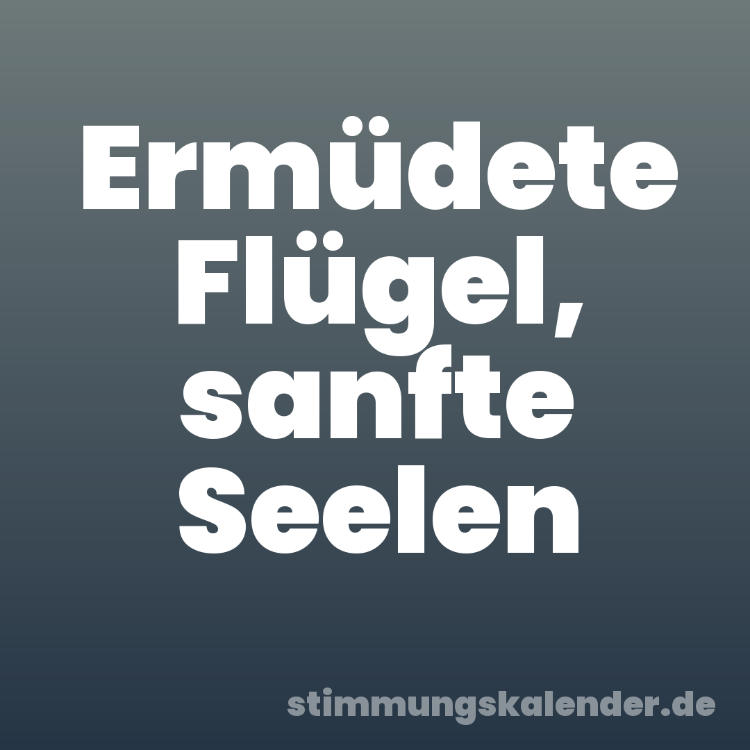 Ermüdete Flügel, sanfte Seelen