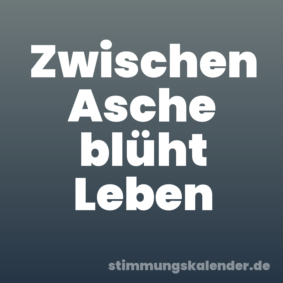 Zwischen Asche blüht Leben