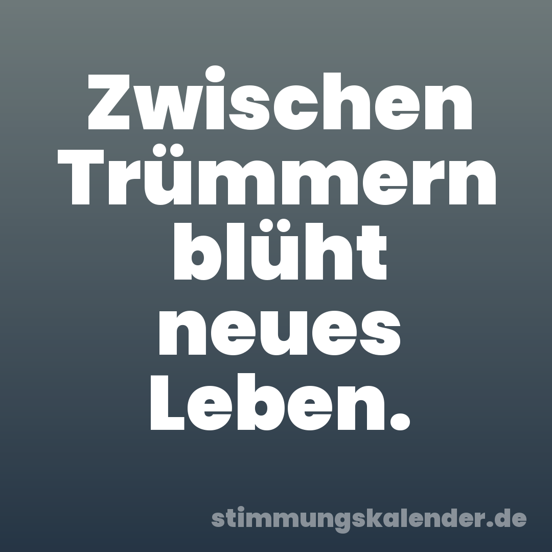 Zwischen Trümmern blüht neues Leben.