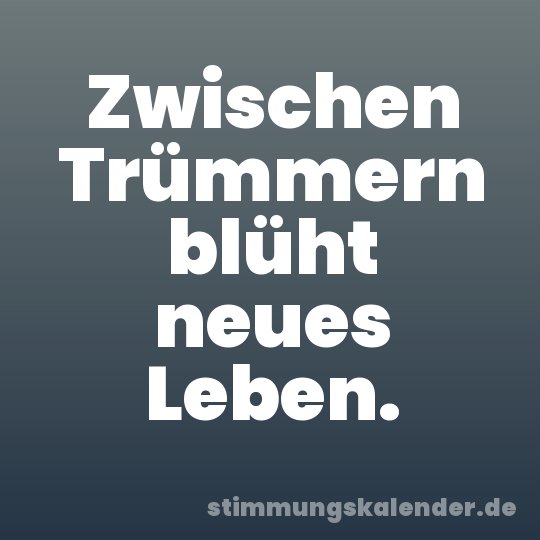 Zwischen Trümmern blüht neues Leben.
