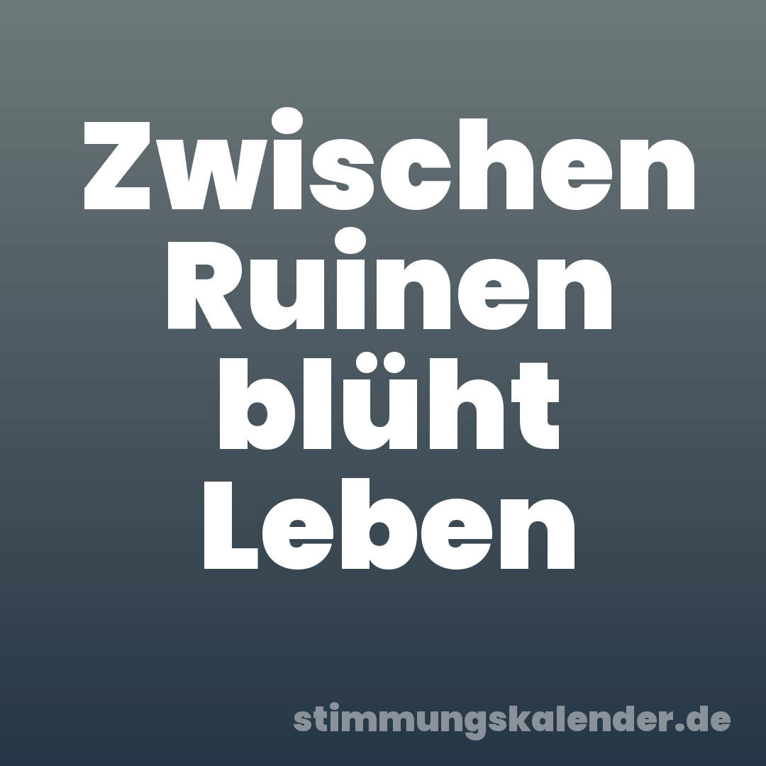 Zwischen Ruinen blüht Leben