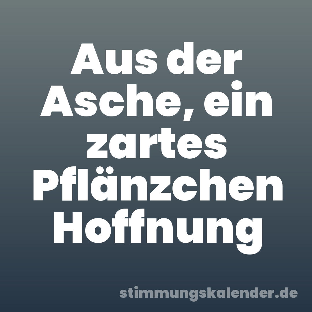 Aus der Asche, ein zartes Pflänzchen Hoffnung