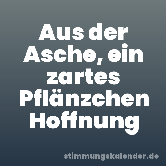 Aus der Asche, ein zartes Pflänzchen Hoffnung