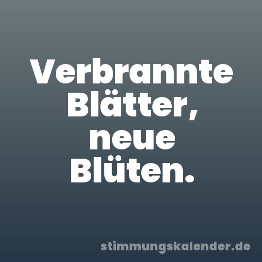 Verbrannte Blätter, neue Blüten.