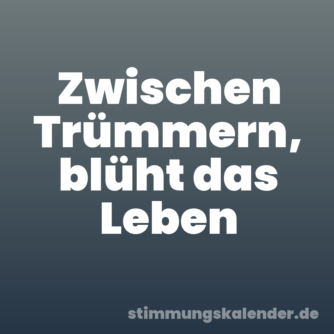 Zwischen Trümmern, blüht das Leben