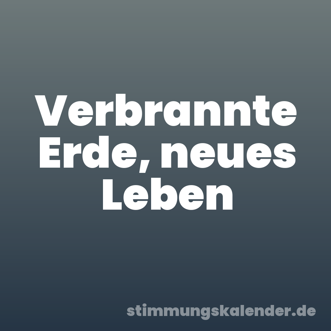 Verbrannte Erde, neues Leben