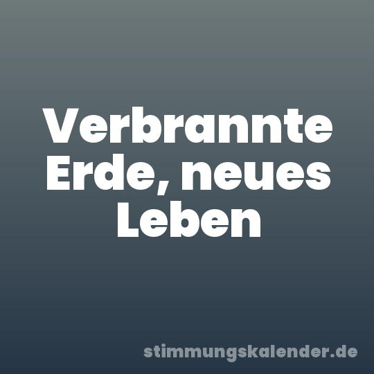 Verbrannte Erde, neues Leben