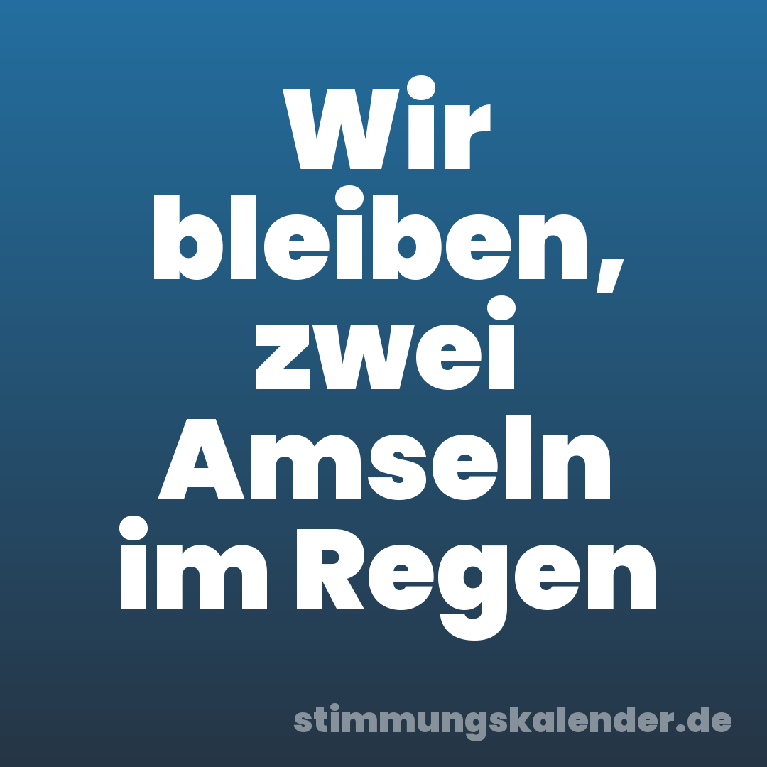 Wir bleiben, zwei Amseln im Regen