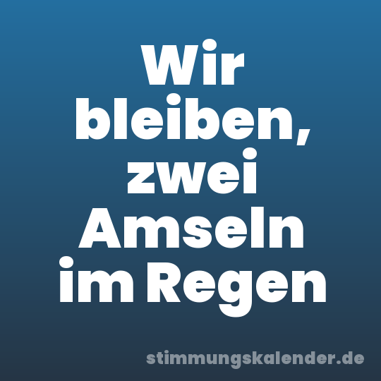 Wir bleiben, zwei Amseln im Regen